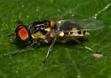Euparyphus cinctus - photo 2