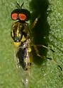 Euparyphus cinctus - photo 3