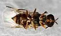 Euparyphus cinctus - photo 4