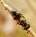 Euparyphus cinctus - photo 5