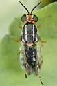 Euparyphus stigmaticalis