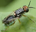 Euparyphus stigmaticalis - photo 2
