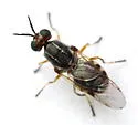 Euparyphus stigmaticalis - photo 3