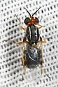 Euparyphus stigmaticalis - photo 4