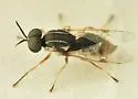 Euparyphus stigmaticalis - photo 5
