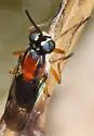 Euparyphus tricolor - Euparyphus tricolor