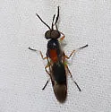 Euparyphus tricolor - photo 2