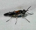 Euparyphus tricolor - photo 3