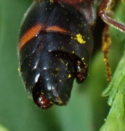 Eupathocera erynnidis - photo 2