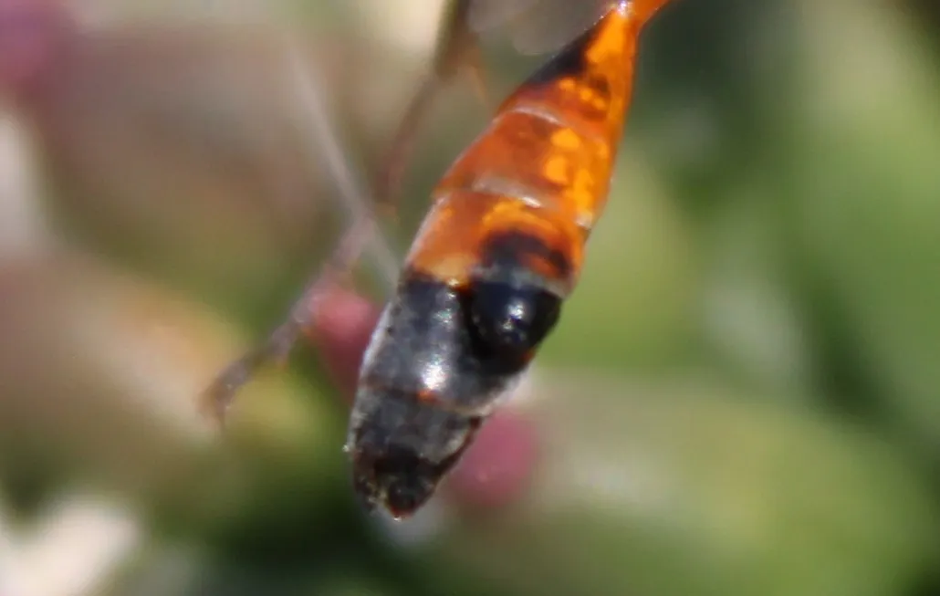 Eupathocera lugubris