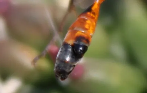 Eupathocera lugubris - photo 2
