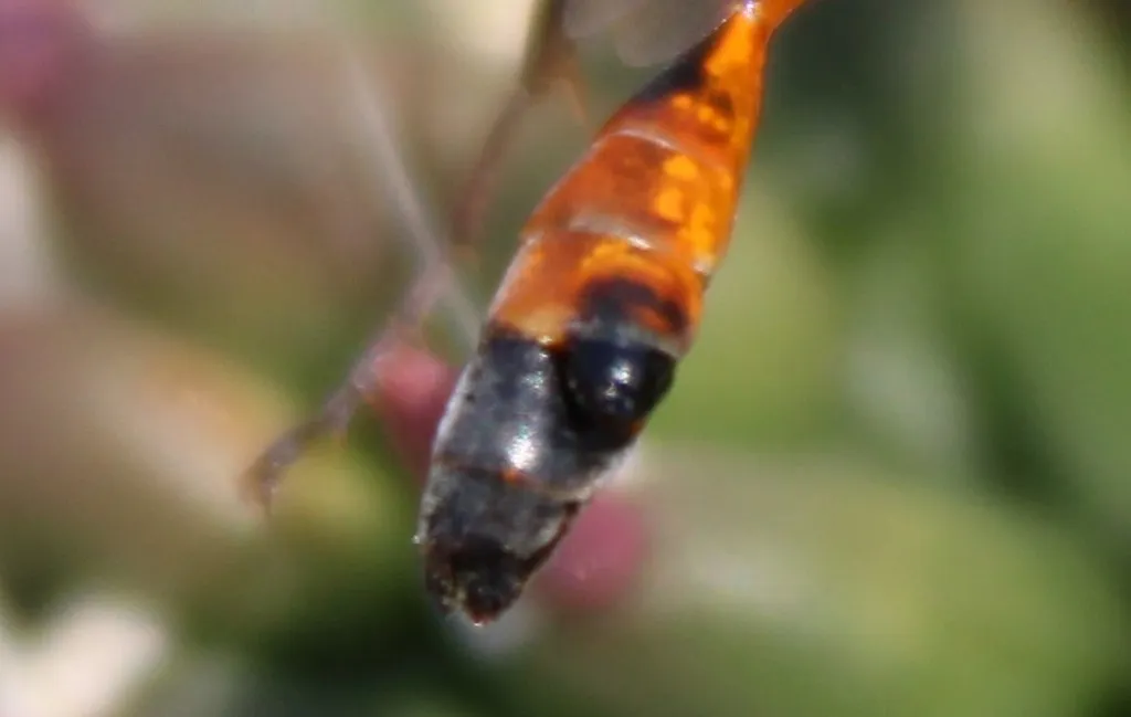 Eupathocera lugubris - photo 3