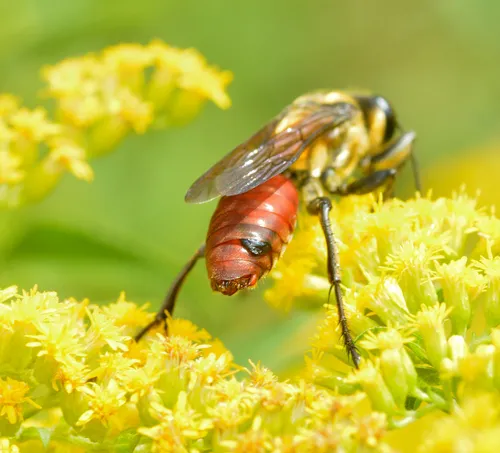 Eupathocera westwoodii