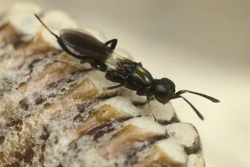 Eupelmus antipoda