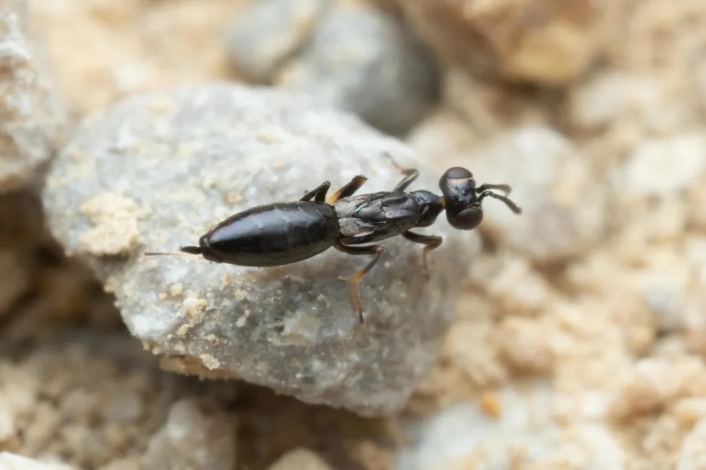 Eupelmus atropurpureus - photo 2