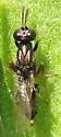 Eupelmus cyaniceps