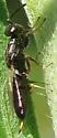 Eupelmus cyaniceps - photo 2