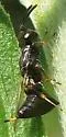 Eupelmus cyaniceps - photo 3