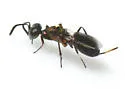 Eupelmus cynipidis