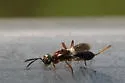 Eupelmus cynipidis - photo 3