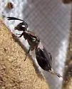 Eupelmus cynipidis - photo 5