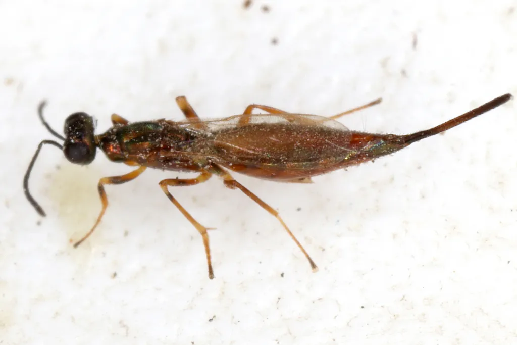 Eupelmus linearis - photo 2