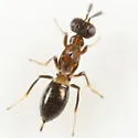 Eupelmus meteori - photo 2