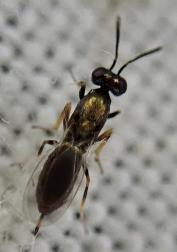 Eupelmus urozonus