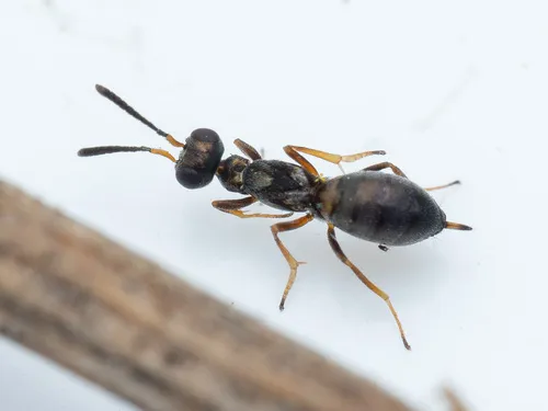 Eupelmus vesicularis
