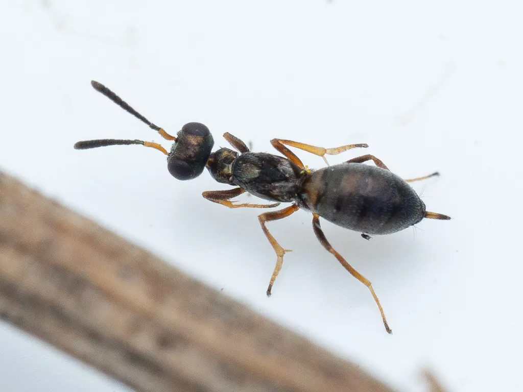 Eupelmus vesicularis - photo 2