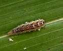 American Hover Fly - photo 3