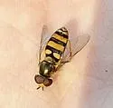 American Hover Fly - photo 5