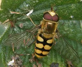 Eupeodes bucculatus