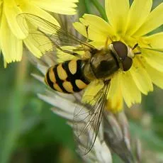 Eupeodes bucculatus - photo 2