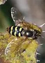 Black-bellied Aphideater