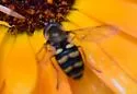 Black-bellied Aphideater - photo 2