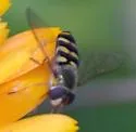 Black-bellied Aphideater - photo 3