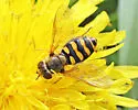 Black-bellied Aphideater - photo 4