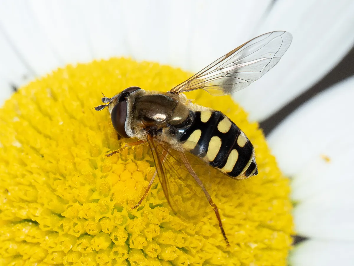 Migrant Hover Fly - photo 3