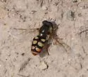 Eupeodes flukei