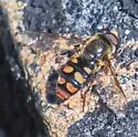 Eupeodes flukei - photo 2