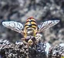 Eupeodes flukei - photo 3