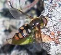 Eupeodes flukei - photo 4