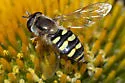 Eupeodes fumipennis