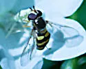 Eupeodes fumipennis - photo 2