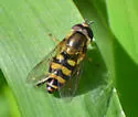 Eupeodes fumipennis - photo 3