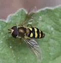 Eupeodes fumipennis - photo 4
