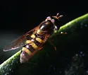 Eupeodes fumipennis - photo 5