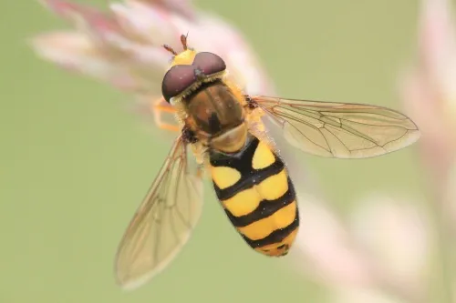 Eupeodes latifasciatus