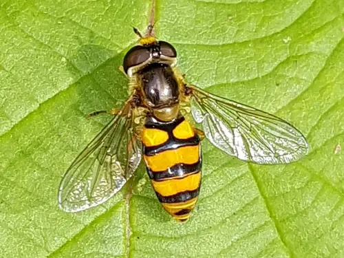Eupeodes latifasciatus - photo 2